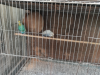 Budrigar and Australian dove with nest & accessories